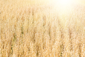 organic golden ripe ears of oats in field