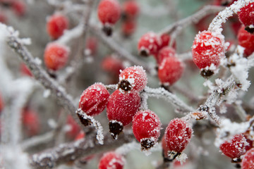 Red rosehip berries in winter frost closeup. macro