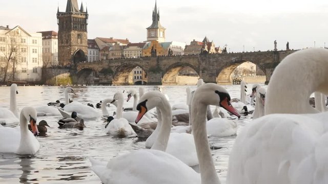 Czech Republic city of Prague scene with white Cygnus on water 1920X1080 HD footage - Slow motion swans and other birds Vltava river in capital of Czechia 1080p FullHD video 