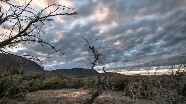 Desert trees with cloudy sky timelapse