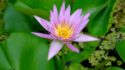 pink lotus