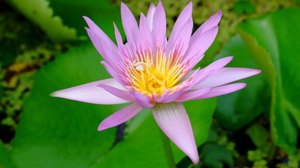pink lotus