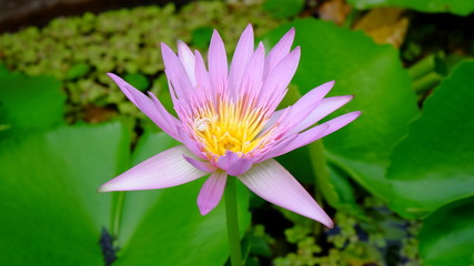 pink lotus