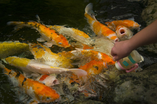 Man feeds bottle Japanese koi.