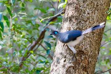 Crested coua bird (Coua cristata) Madagascar