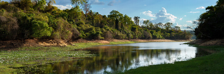 Rainforest in Ankarafantsika park, Madagascar