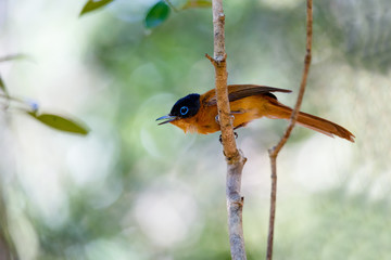 beautiful Madagascar bird Paradise-flycatcher