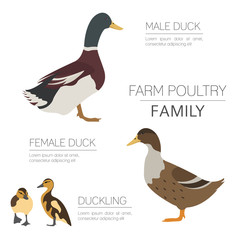 Poultry farming. Duck family isolated on white. Flat design.