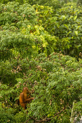 Wild Baby Orangutan Eating Red Berries in The Forest Of Borneo Malaysia