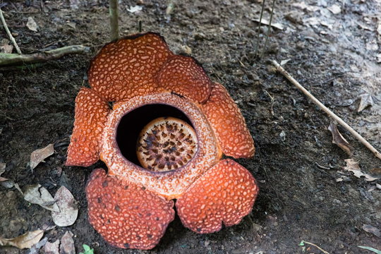 รูปภาพRafflesia – เลือกดูภาพถ่ายสต็อก เวกเตอร์ และวิดีโอ1,022 | Adobe Stock