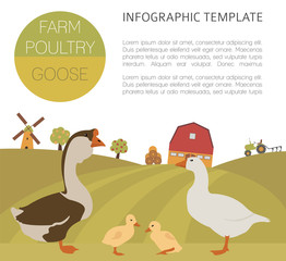 Poultry farming. Goose family isolated on white. Flat design