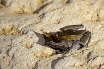 rana cornuta del borneo