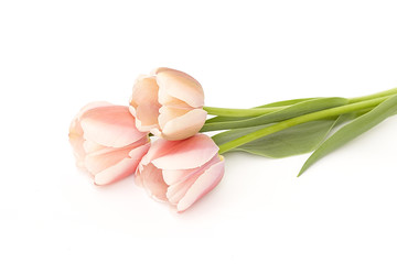 Obraz na płótnie Canvas tulips on white background