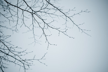 tree bare branches silhouette on a gray cloudy sky background
