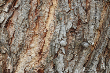 Texture of bark background,tree texture,wood background