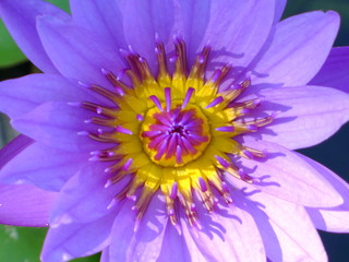 Obraz premium Purple lotus / purple water lily 