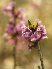 young pink daphne in the forest