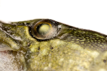 Eye and neck of a frozen pike