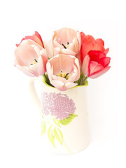 tulips on white background