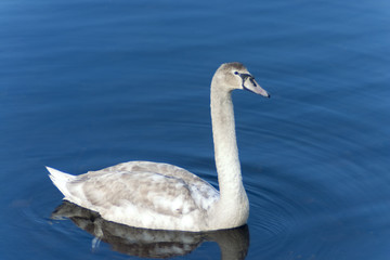 Swan