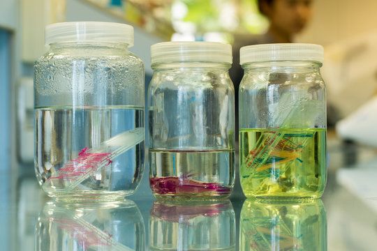 Samples preserved in a bottle for the experiments in the lab.