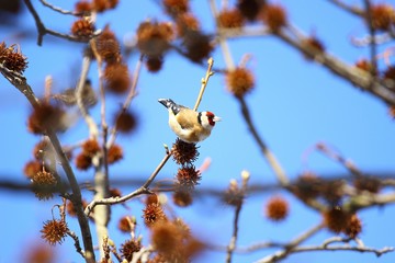 Goldfinch 