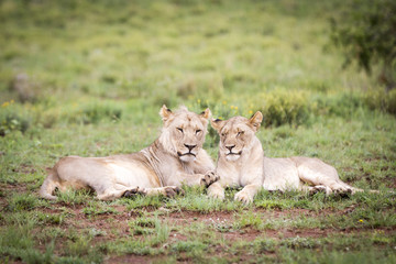 Adolescent lions lying in the morning sun