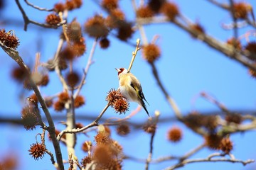 European goldfinch