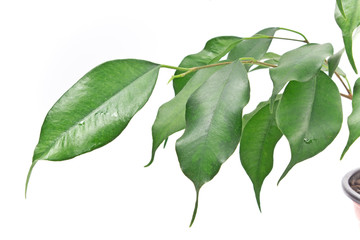 Ficus banjamin leaf closeup on white