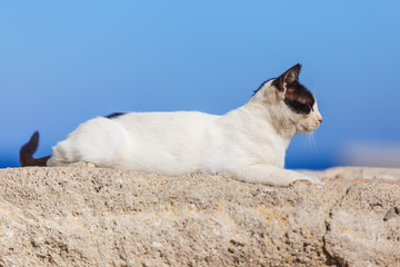 Cat sitting in ancient stone masonry wall fencing at port of Rhodes