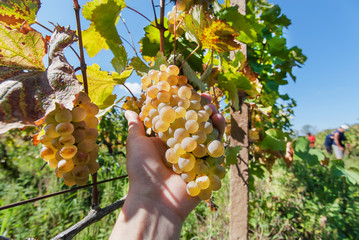Grapes in the farmer's hand and the vineyard with shoots at harvest time