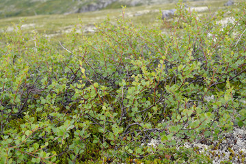 Dwarfish birch (Betula nana L.) in the north of the Kola Peninsu