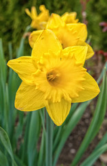 Obraz premium Blooming daffodil with the blurred background