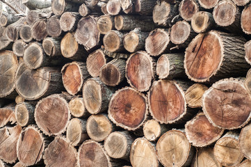 Well arranged cut dry oak firewood closeup aa background