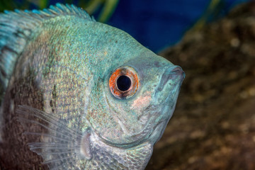 Portrait of cichlid fish (Pterophyllum scalare)