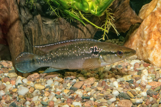 Portrait of cichlid fish (Crenicichla saxatilis)