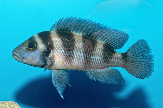 Portrait of cichlid fish (Neolamprologus sexfasciatus)