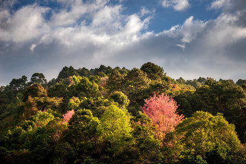 Blooming of pink Thai Sakura flower in the forest at Doi Angkhang