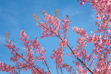 Blooming of pink Thai Sakura flower with blue sky at Doi Angkhang, Chiang Mai