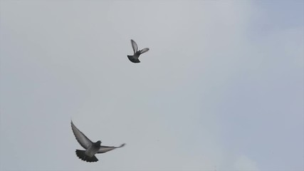 Birds circle in a cloudy sky. A flock of pigeons against the sky