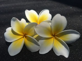 Fleur de Tiare, frangipanier, magnifique