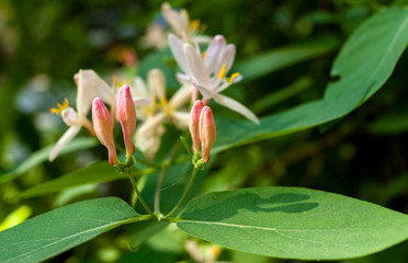 Fototapeta premium Close-up buds, leaves and flowers of bush in spring.