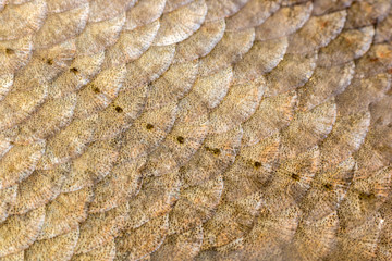 Scales and lateral line of bream - obrazy, fototapety, plakaty