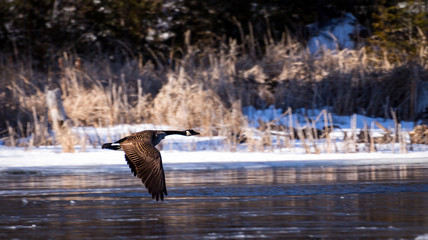 Naklejka premium Canada Goose In Flight