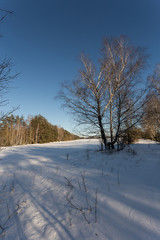 View of beautiful winter birch wood
