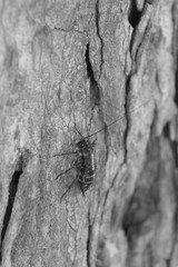 cockroach on a tree - black and white