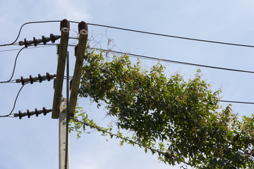plants absorbs power line
