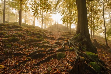 Autumn forest with fog