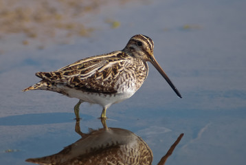 Beccaccino (Gallinago gallinago) nello stagno