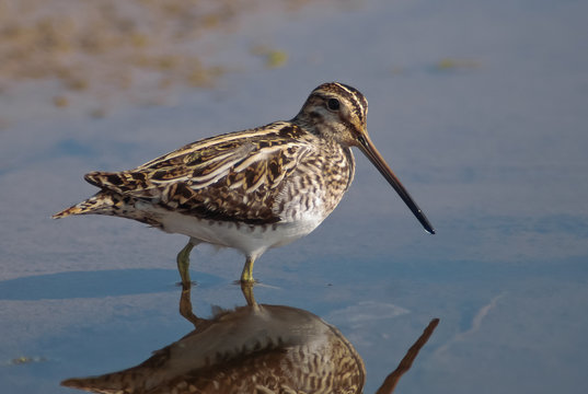 Beccaccino (Gallinago gallinago) nello stagno